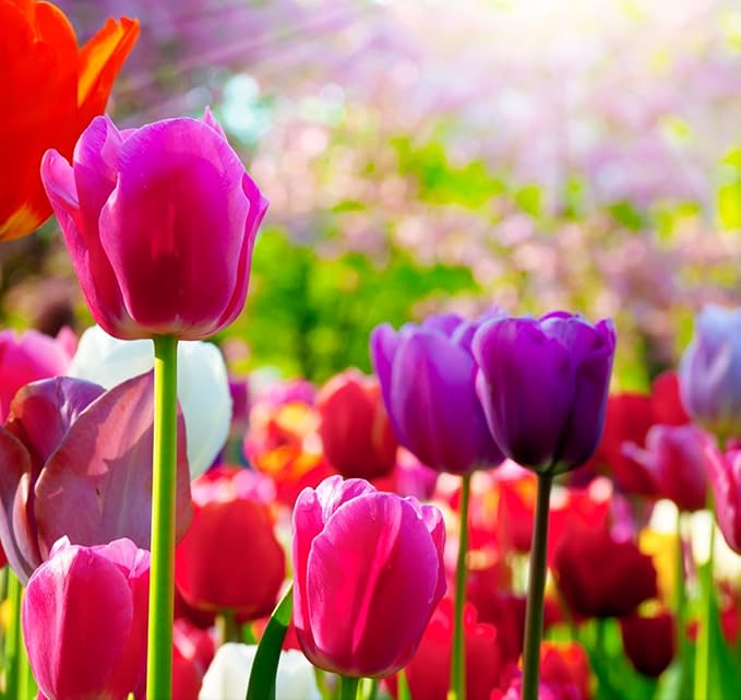 Triumph Tulip Bulbs for Fall Planting Mixed Perennial Hybrids Darwin Changing Colors Emperor Mixture Size 12+ (15, Emperor Mixture)