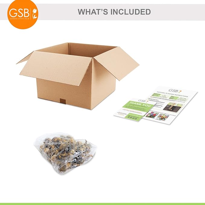 Garden State Bulb Narcissus Large Cupped Fortissimo Daffodil Flower Bulbs, 16/18cm, Fall Planting (Bag of 25)