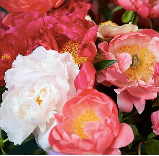Sarah Bernhardt Double Pink Peony - Bare Root | Premium Peony Bulbs & Live Plants for Planting