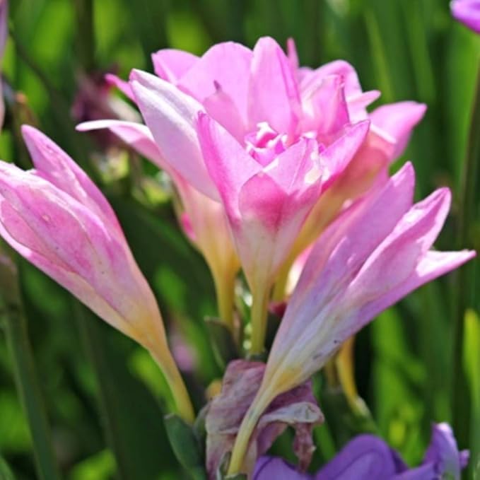 Amazing Deal - 30 Freesia Mixed Perennial Flower Bulbs - Vibrant, Variety Colorful, Fragrant Flower Perfect for Gardens - Easy to Grow - Attracts Butterflies, Bees & Hummingbirds