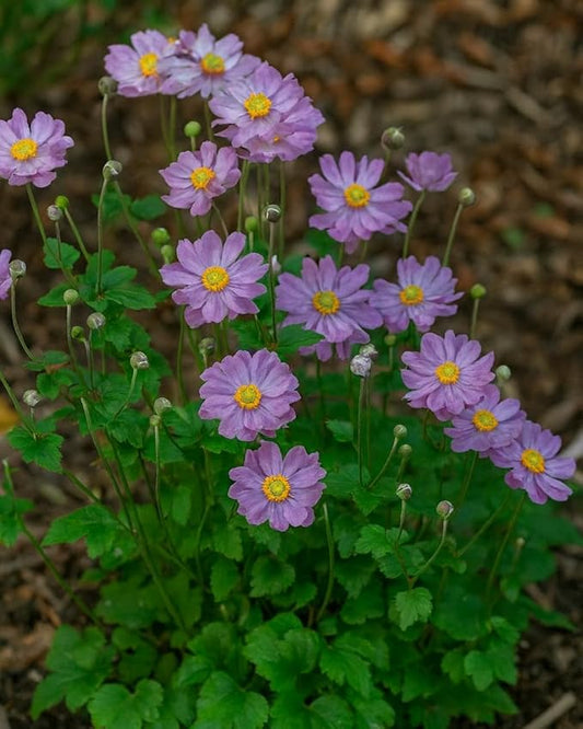 Perennial Farm Anemone x Hybrida Fantasy™ 'Pocahontas' – Live Windflower in #1 Container, Semi-Double Pink Blooms, Compact, Long Blooming, Deer Resistant, Ideal for Borders & Pollinator Gardens