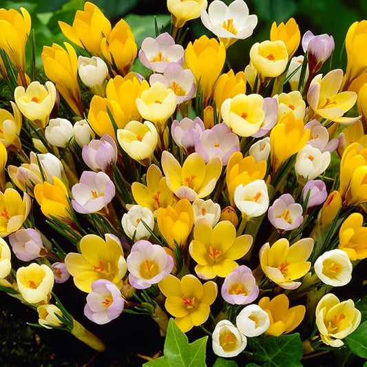 Mixed Botanical Crocus Flower Bulbs Jumbo Pack - 100 Bulbs per Pack - Good for Indoor Forcing - Grows Well in Containers - Naturalizing - Perennializing