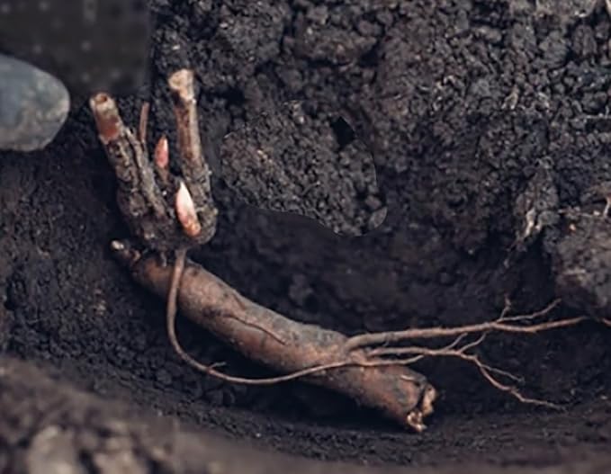 Sarah Bernhardt Double Pink Peony - Bare Root | Premium Peony Bulbs & Live Plants for Planting