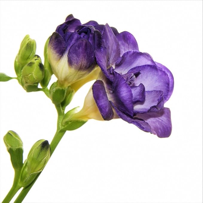 Easy to Grow Freesia Cottage Garden Collection - 60 Plant Bulbs, Fragrant Double Flowers in Spring Gardens Full Sun