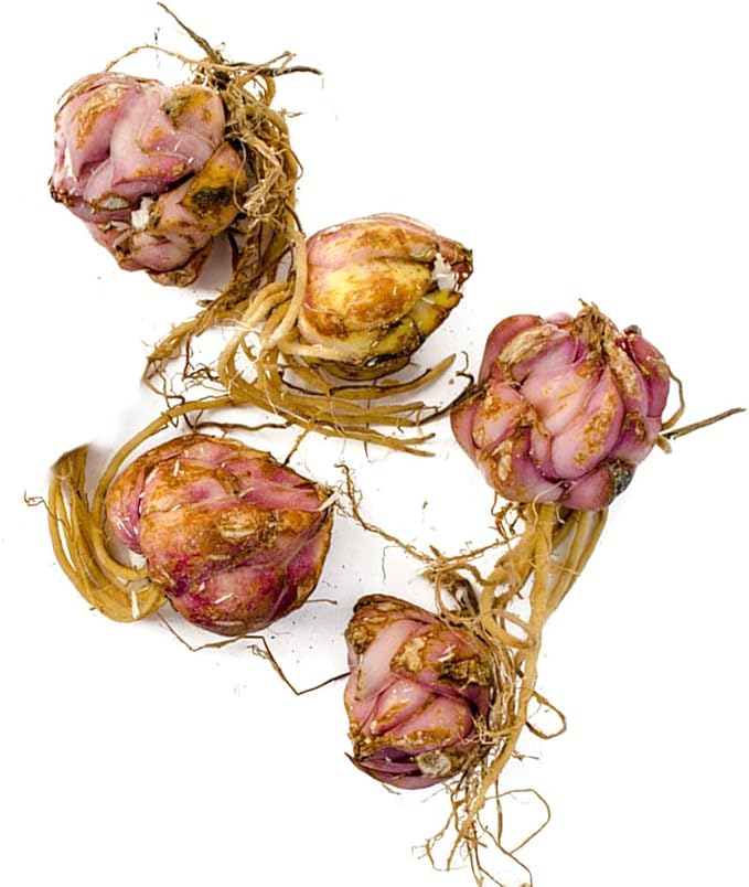 BRECK'S - All Summer Lily Mixture Dormant Spring Flowering Bulbs - Each Offer Includes 25 Bulbs