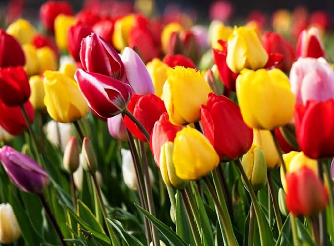 Triumph Tulip Bulbs for Fall Planting Mixed Perennial Hybrids Darwin Changing Colors Emperor Mixture Size 12+ (15, Emperor Mixture)