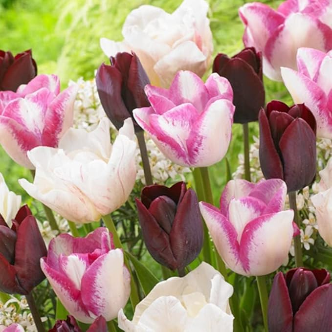 100 Tulip Mix Flower Bulb Box with Easy Carry Handle - Purple, Pink and White Mixed Colors - Weeks of Easy to Grow Flowers - Plant in Gardens, Containers & Flowerbeds - Planting Instructions Included