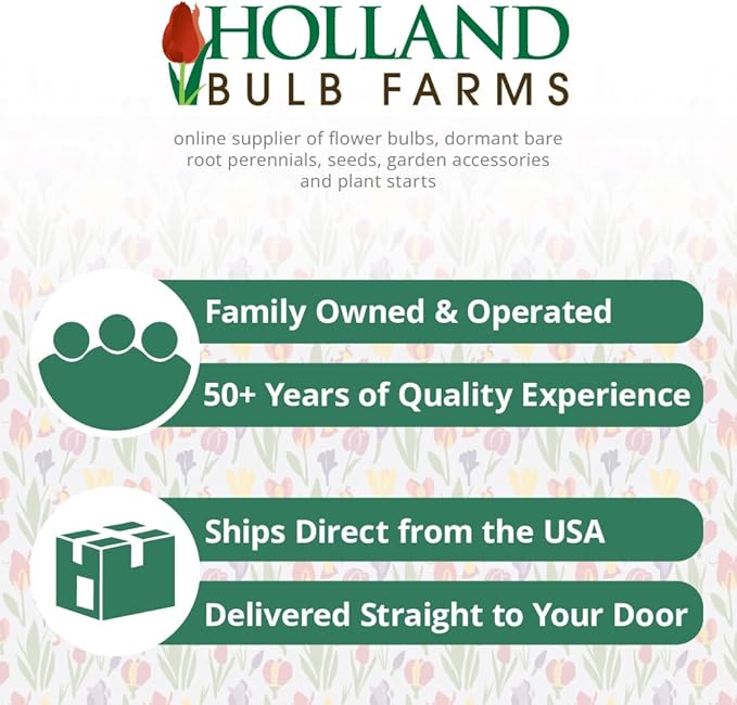 Wholesale Yellow Daffodil Flower Bulbs - 500+ Bulbs per Pack - Deer Resistant - Good as Cut Flowers - Good for Indoor Forcing - Naturalizing - Perennializing - Easy to Grow Live Plants