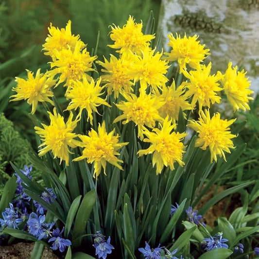 Rip Van Winkle Specie Daffodil Flower Bulbs - 5 Bulbs per Pack - Deer Resistant - Good as Cut Flowers - Grows Well in Containers - Naturalizing - Perennializing