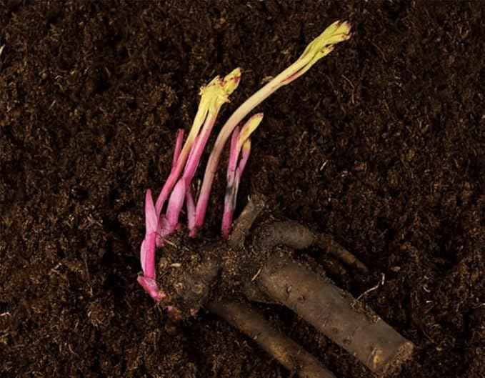 Sorbet Peony - Rose, Pink, White, and Cream - Fluffy Bomb Variety Bare Root | Live Peony Bare Root Plant