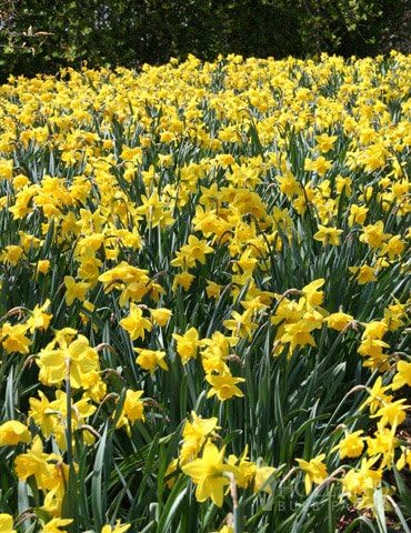 Wholesale Yellow Daffodil Flower Bulbs - 500+ Bulbs per Pack - Deer Resistant - Good as Cut Flowers - Good for Indoor Forcing - Naturalizing - Perennializing - Easy to Grow Live Plants