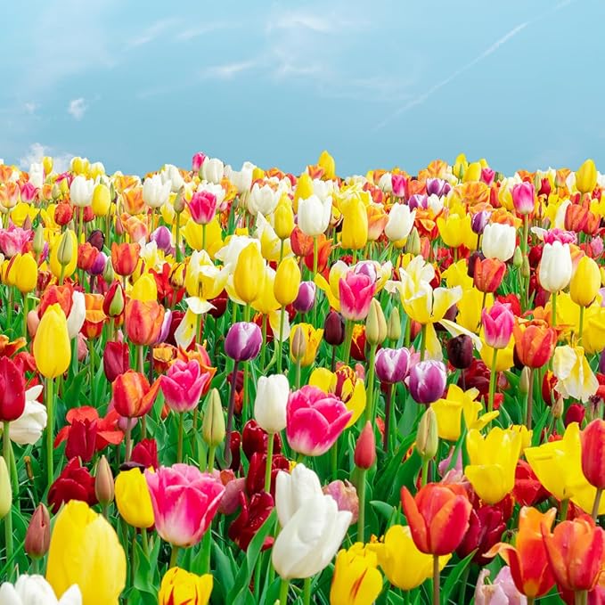 100-Pack Mixed Tulip Flower Bulbs – Bulk Pack of Colorful Tulips for Spring Blooms – Easy Fall Planting - Plant in Gardens, Borders & Flowerbeds - Bulb Size 11/12cm - Willard & May