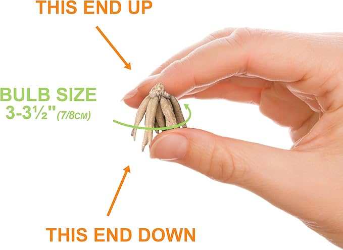 Garden State Bulb Ranunculus Mixed Flower Bulbs, 7/8cm, Fall Planting (Bag of 100)