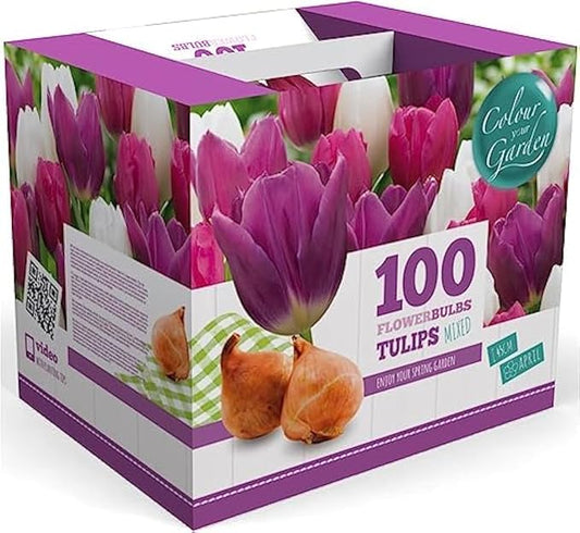 100 Tulip Mix Flower Bulb Box with Easy Carry Handle - Purple, Pink and White Mixed Colors - Weeks of Easy to Grow Flowers - Plant in Gardens, Containers & Flowerbeds - Planting Instructions Included