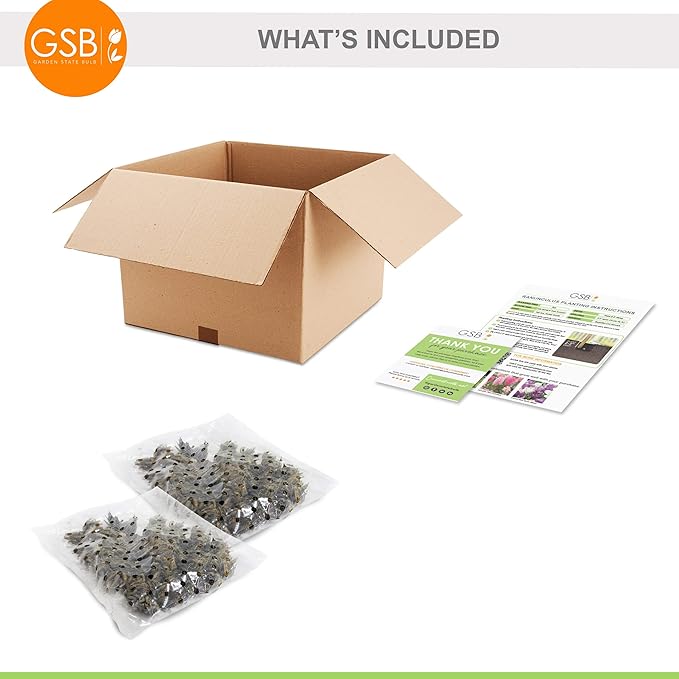 Garden State Bulb Ranunculus Mixed Flower Bulbs, 7/8cm, Fall Planting (Bag of 100)