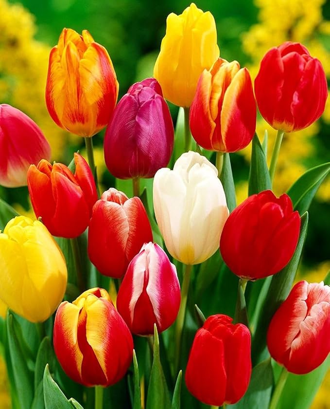 Triumph Tulip Bulbs for Fall Planting Mixed Perennial Hybrids Darwin Changing Colors Emperor Mixture Size 12+ (50, Emperor Mixture)