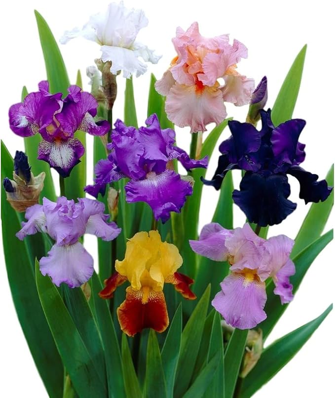 Easy to Grow Bearded Iris Colorful Mix - 9 Plant Bulbs, Mixed Color Flowers in Spring to Fall, Full Sun Low Maintenance
