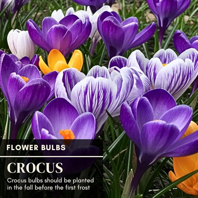 10 Saffron Crocus Bulbs for Planting - Crocus Sativus Bulbs
