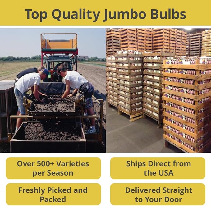 100 Narcissus Daffodil Mix Flower Bulb Box with Easy Carry Handle - White & Yellow Colors - Weeks of Easy to Grow Flowers - Plant in Gardens, Containers & Flowerbeds - Planting Instructions Included