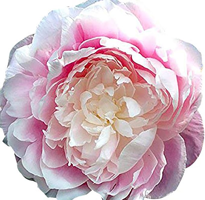 Tourangelle - Late Pink and White Peony