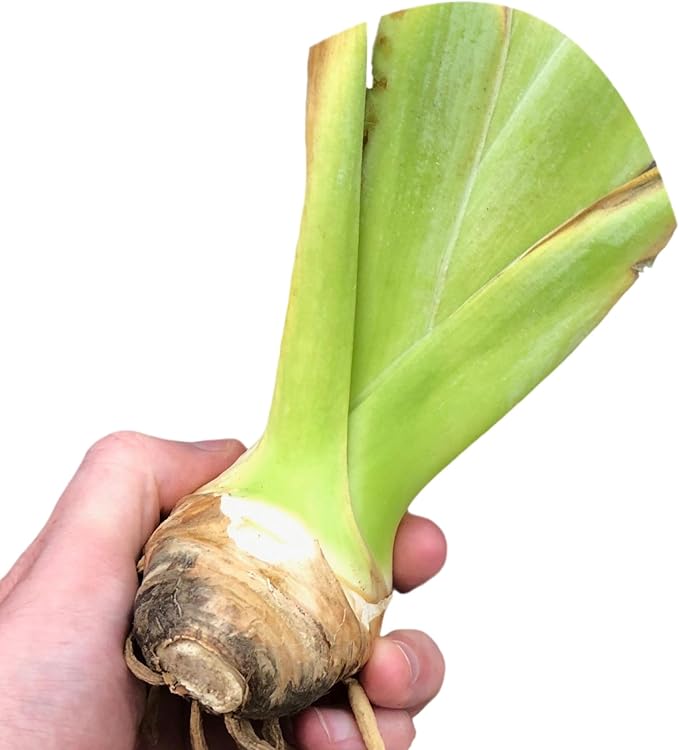 Easy to Grow Bearded Iris Eternal Bliss - 9 Plant Bulbs Rhizomes, White & Light Lavender Flowers in Spring to Fall, Full Sun Low Maintenance