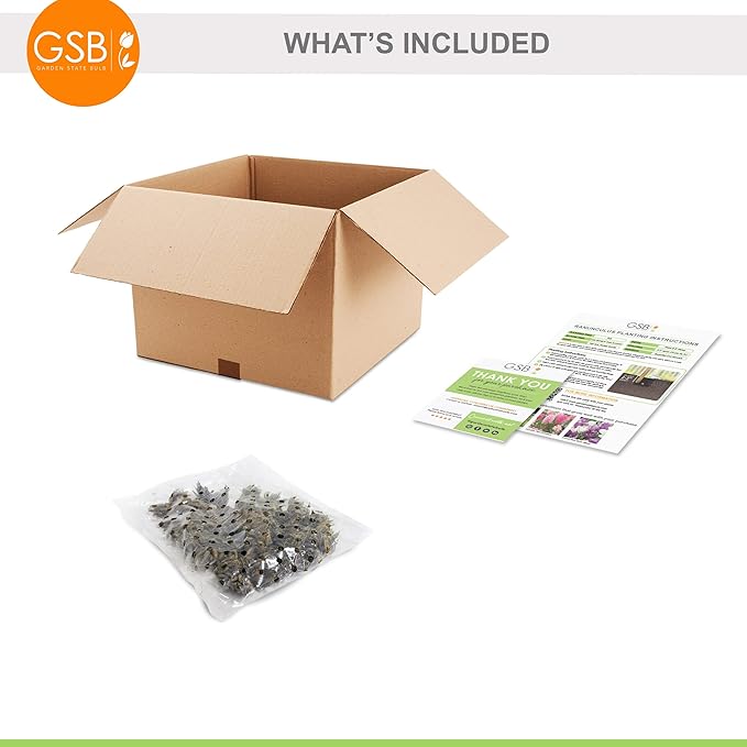 Garden State Bulb Ranunculus Mixed Flower Bulbs, 7/8cm, Fall Planting (Bag of 50)