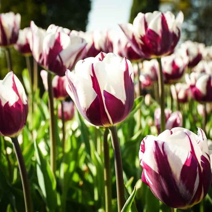 Blueberry Ripple Tulip Flowers -10 Bulbs - Vibrant Purple & White Perennial Blooms | Dramatic Spring Rembrandt Tulips for Garden & Cut Flowers | Pollinator Friendly | USDA Zones 3–8