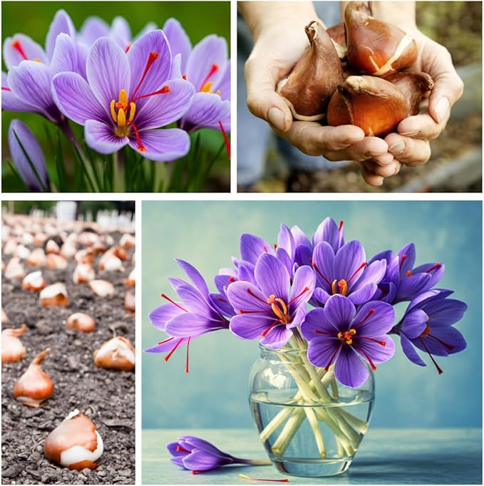 10 Saffron Crocus Bulbs for Planting - Crocus Sativus Bulbs