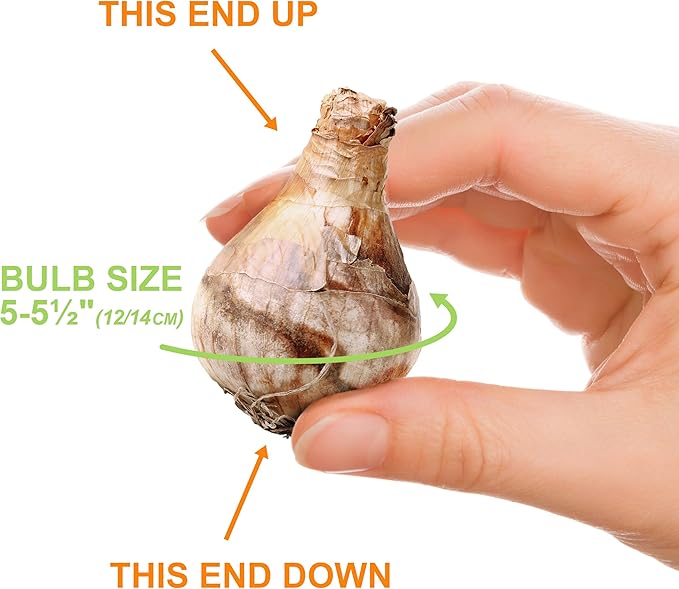 Garden State Bulb Narcissus Tete-a-Tete Daffodil Flower Bulbs, 12/14cm, Fall Planting (Bag of 50)