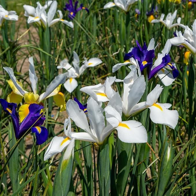 Colorful Mixed Dutch Iris Flowers - 45 Bulbs - Beautiful, Bright, Blue, Purple, Yellow, White Flowers - Spring Blooming Perennials Perfect for Gardens - Attracts Butterflies, Bees & Hummingbirds
