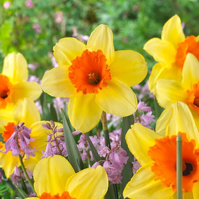 Garden State Bulb Narcissus Large Cupped Fortissimo Daffodil Flower Bulbs, 16/18cm, Fall Planting (Bag of 25)