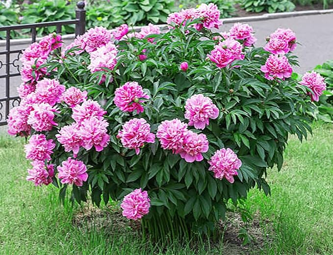 Mons Jules Elie Peony - Double Pink Bomb Peony Bare Root 3-5 Eyes | Delightful Fragrance | Bare Root Peony for Spring Planting