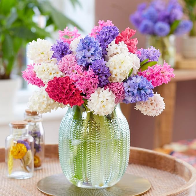 Garden State Bulb Giant Mixed Hyacinth Flower Bulbs, 15/16cm, Fragrant, Fall Planting (Bag of 100)