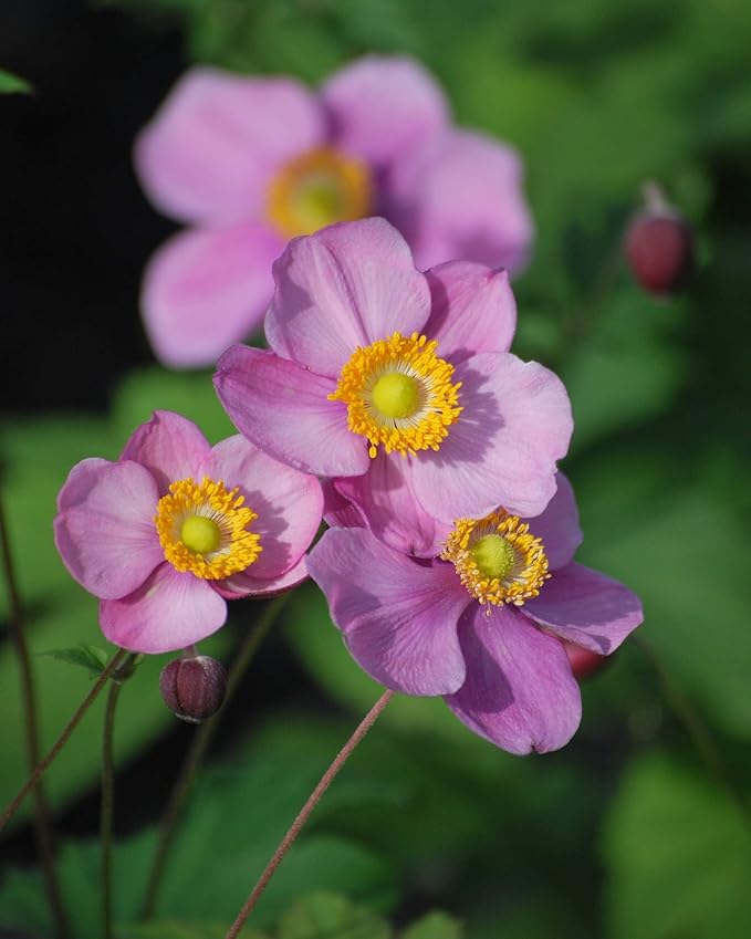 Perennial Farm Anemone Tomentosa 'Robustissima' – Live Windflower Perennial in #1 Container, Soft Pink Blooms, Vigorous & Hardy, Long Blooming, Deer Resistant, Ideal for Borders & Late Summer Color