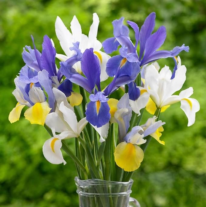 Colorful Mixed Dutch Iris Flowers - 45 Bulbs - Beautiful, Bright, Blue, Purple, Yellow, White Flowers - Spring Blooming Perennials Perfect for Gardens - Attracts Butterflies, Bees & Hummingbirds
