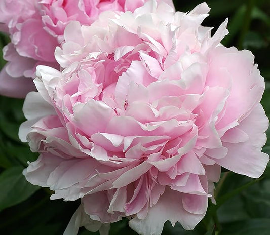 Sarah Bernhardt Double Pink Peony - Bare Root | Premium Peony Bulbs & Live Plants for Planting