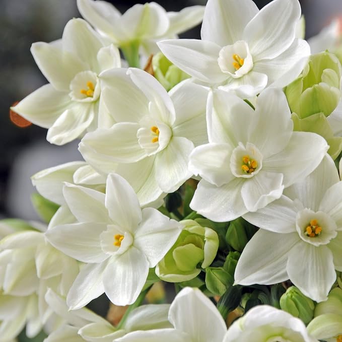 Easy to Grow Narcissus Paperwhite 'Ziva' (10 Pack) - Value Size Plant Bulbs for Gardening or Indoor Forcing - Fragrant White Flowering Blooms for Holidays