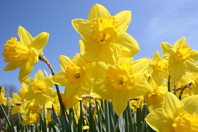 100 Count Tulip & Daffodil Mix Flower Bulb Box with Easy Carry Handle - Red, Yellow & Hybrid Colors - Easy to Grow Flowers - Plant in Gardens, Containers & Flowerbeds - Planting Instructions Included