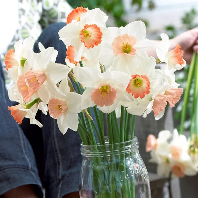 Garden State Bulb Pink Mix Daffodil Flower Bulbs, 14/16cm, Fall Planting (Bag of 50)