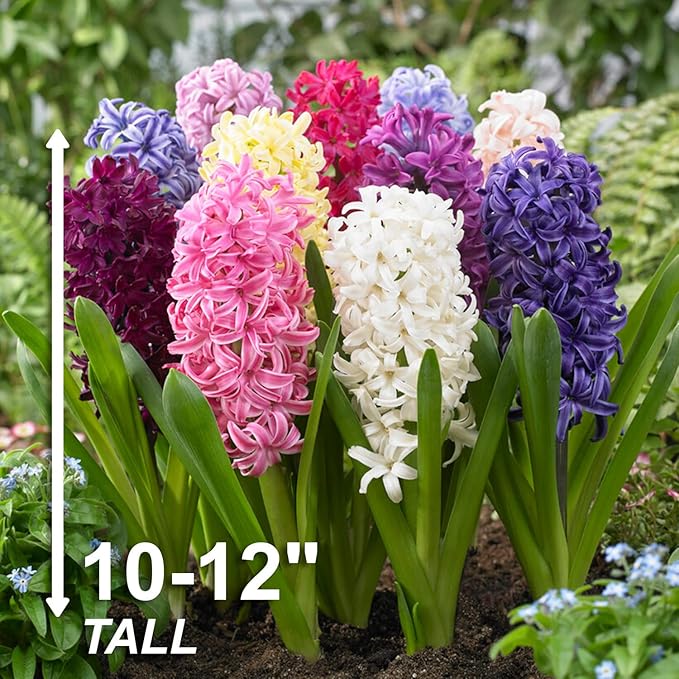 Garden State Bulb Giant Mixed Hyacinth Flower Bulbs, 15/16cm, Fragrant, Fall Planting (Bag of 50)
