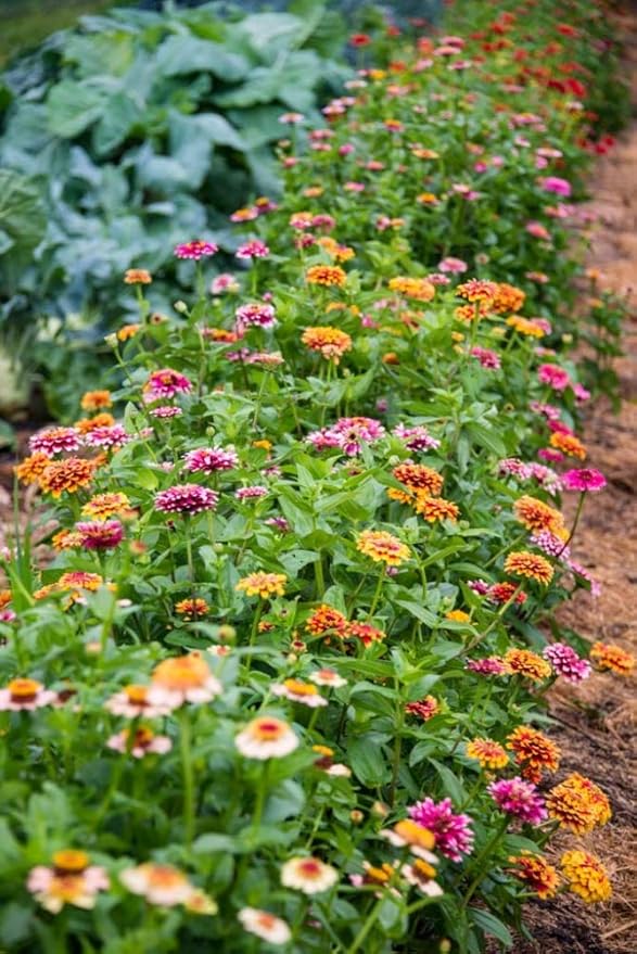 Zinnia State Fair Pkt - Approx. 60 seeds
