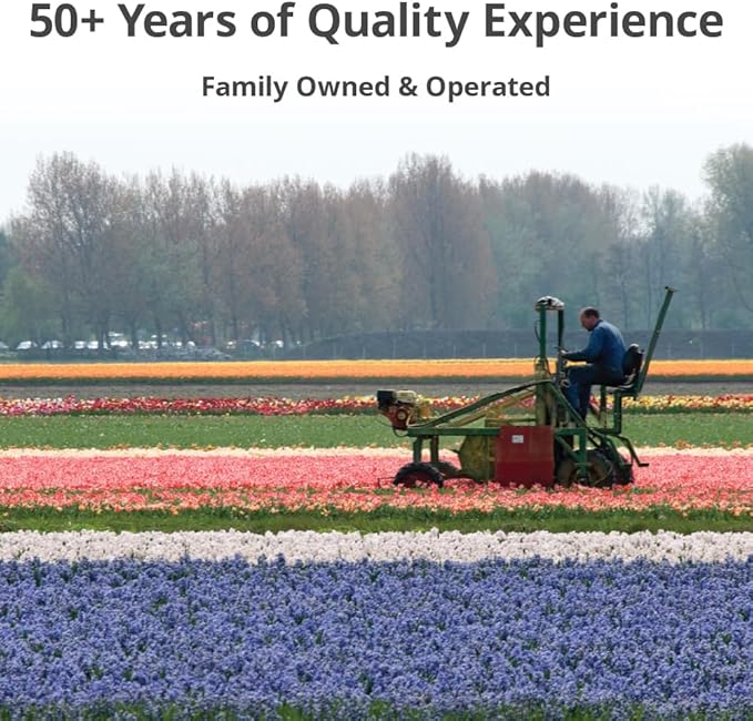 100 Narcissus Daffodil Mix Flower Bulb Box with Easy Carry Handle - White & Yellow Colors - Weeks of Easy to Grow Flowers - Plant in Gardens, Containers & Flowerbeds - Planting Instructions Included