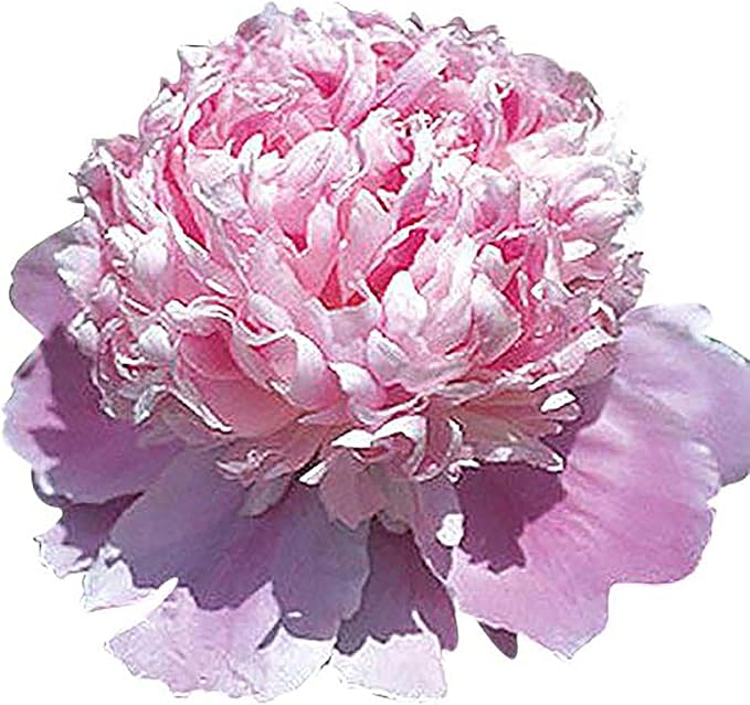 Mons Jules Elie Peony - Double Pink Bomb Peony Bare Root 3-5 Eyes | Delightful Fragrance | Bare Root Peony for Spring Planting