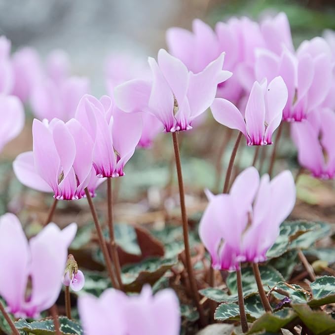Easy to Grow Cyclamen 'Cilicium' Plant Bulbs (3 Pack) - Light Pink-Purple Flowers ATOP Grey-Green Foliage Winter to Spring Gardens Indoor Outdoor