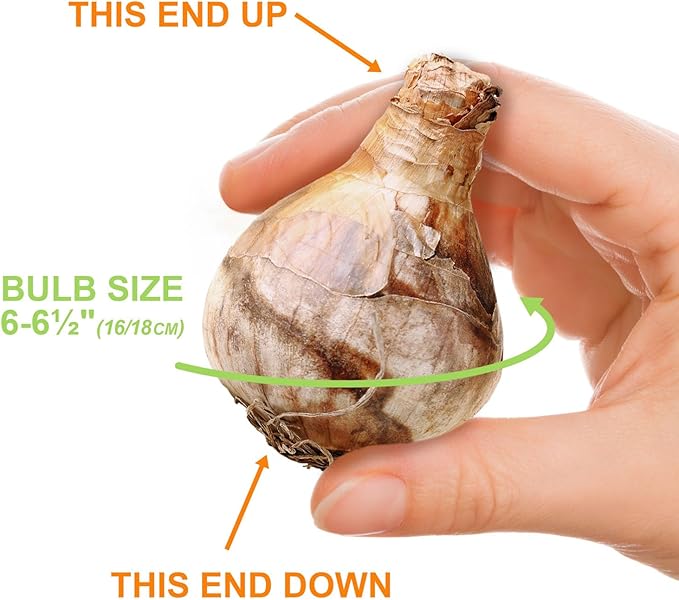 Garden State Bulb Narcissus Large Cupped Fortissimo Daffodil Flower Bulbs, 16/18cm, Fall Planting (Bag of 25)