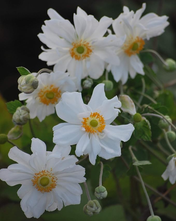 Perennial Farm Anemone x Hybrida 'Whirlwind' – Live Windflower in #1 Container, Semi-Double White Blooms, Long Blooming, Deer Resistant, Great for Borders, Shade Gardens & Pollinator Habitats