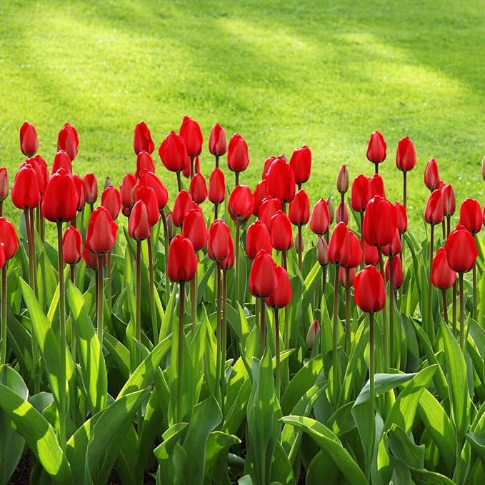Giant Red Darwin Hybrid Tulips- 10 Bulbs – Premium Perennial Blooms | Tall, Vivid Scarlet Red Spring Flowers – Long-Lasting, for Outdoor Gardens & Fresh Cut Bouquets – Hardy Zones 3–8 (10 Bulbs)