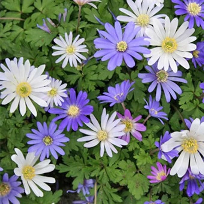 Amazing Deal! Anemone Blanda “Fireworks” Bulbs – Colorful Perennial Flowers | Shade-Loving Windflowers in Purple, White, Pink & Blue | Attracts Butterflies & Bees | Zones 3–8 (15 Bulbs)