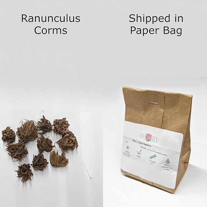 Easy to Grow Ranunculus Tecolote Very Berry Collection - 30 Plant Bulbs, Pink Purple & Red Flowers in Spring, Full Sun Mediterranean