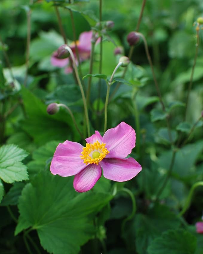 Perennial Farm Anemone x Hybrida Fantasy™ 'Red Riding Hood' – Live Windflower in #1 Container, Bright Rose-Pink Blooms, Compact Habit, Long Blooming, Deer Resistant, Great for Borders & Shade Gardens